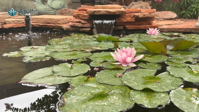 Calm Lotus Flower Pond