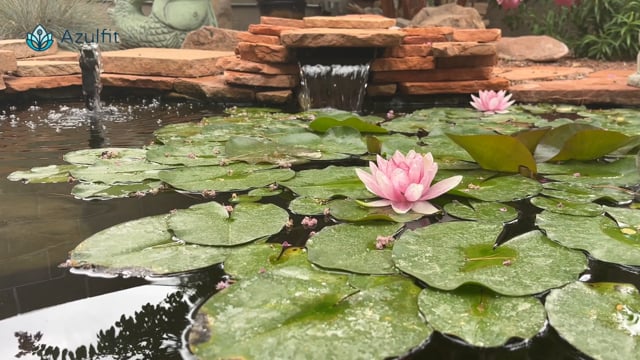 NEW! Calm Lotus Flower Pond