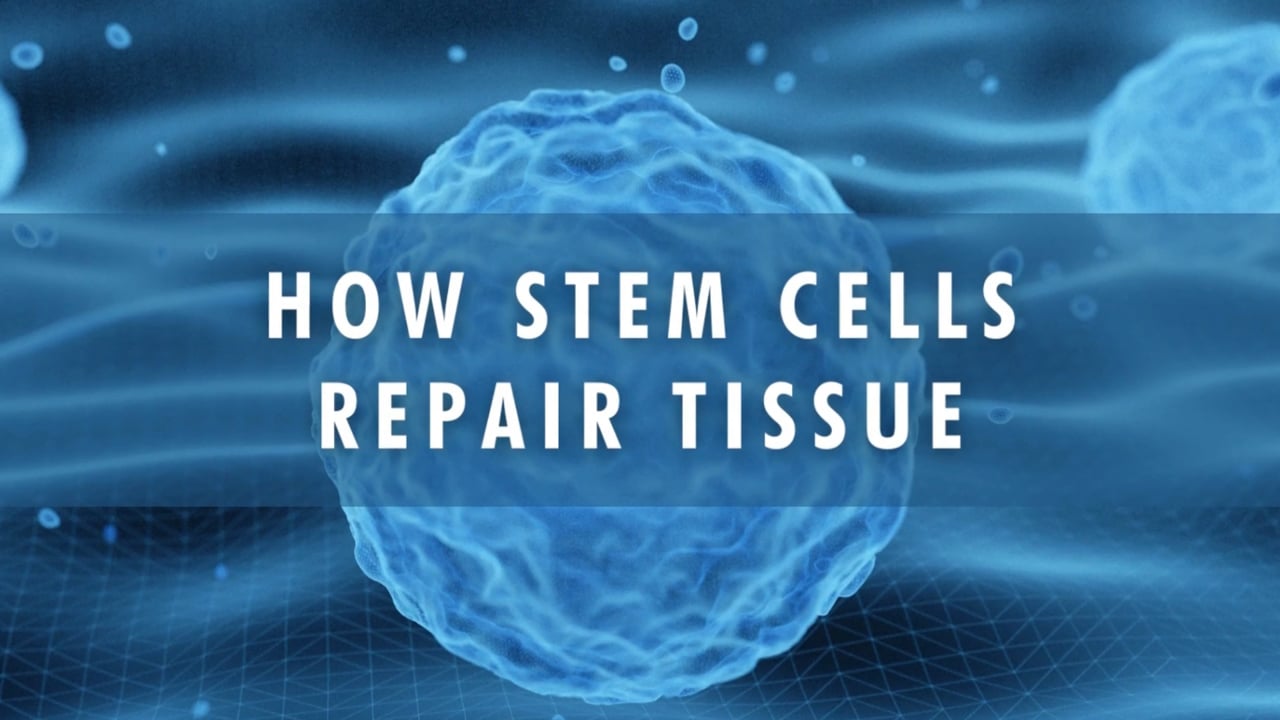 How Stem Cells Repair Tissue