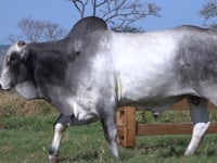 Lote 20