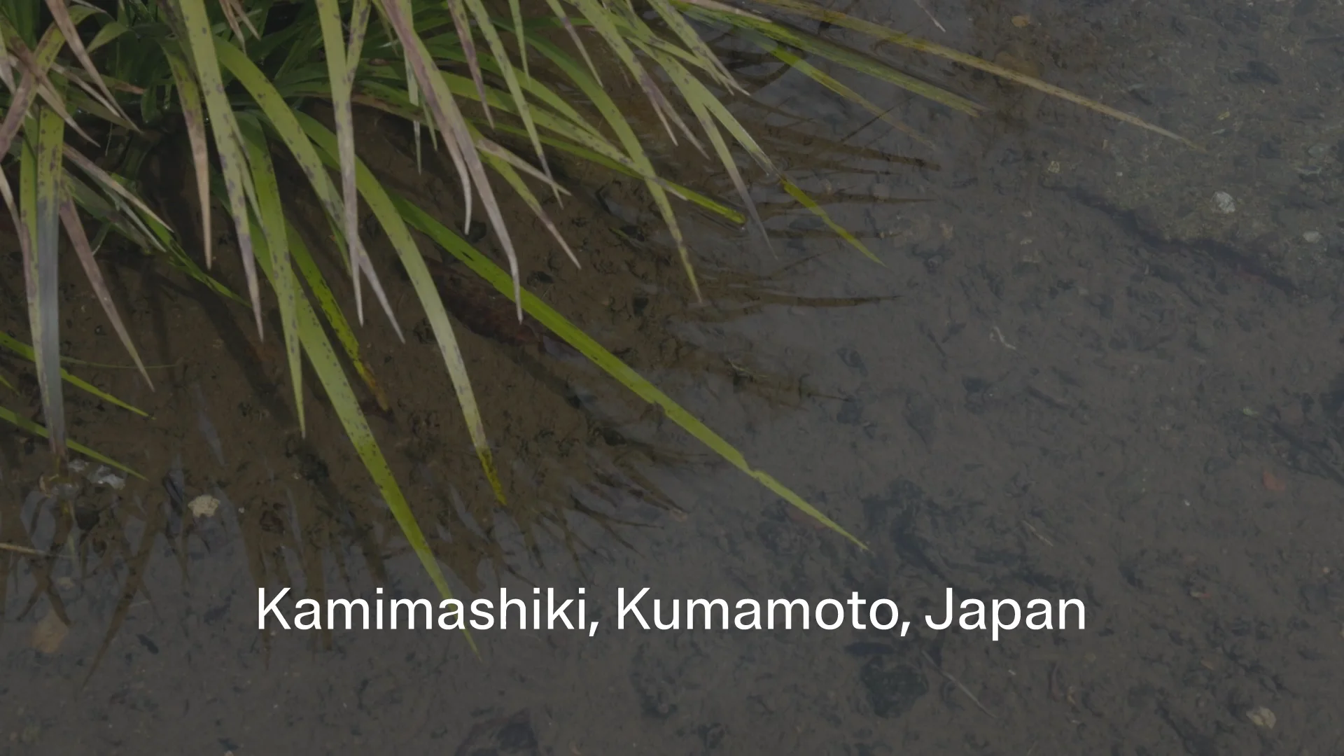 New Idea | Japan Creative