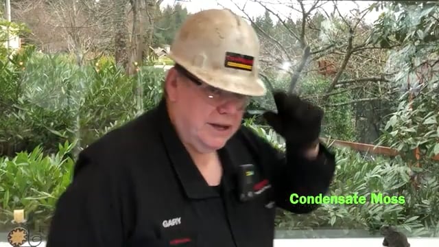 Creeping Condensate Moss - Gary's Blog