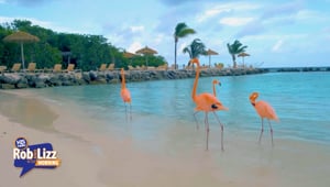 Flamingos Forced to Migrate Due to Hurricane