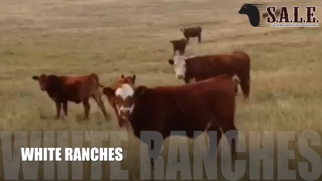 LOT 160- WHITE RANCHES Southern Alberta Livestock Exchange.mp4 on Vimeo