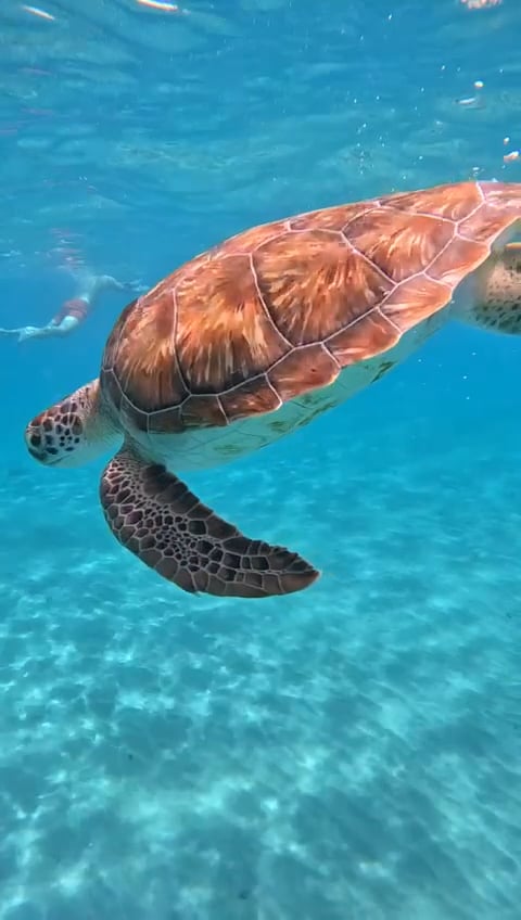 https://i.vimeocdn.com/video/1723137398-b90fb1ac3dbde73e884668841b79741bb2f91140cbd6932003e1ca4f9fc5acba-d
