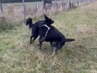 Roo Video