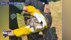 Bald Eagle Rescued in Raleigh