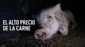 El alto precio de la carne