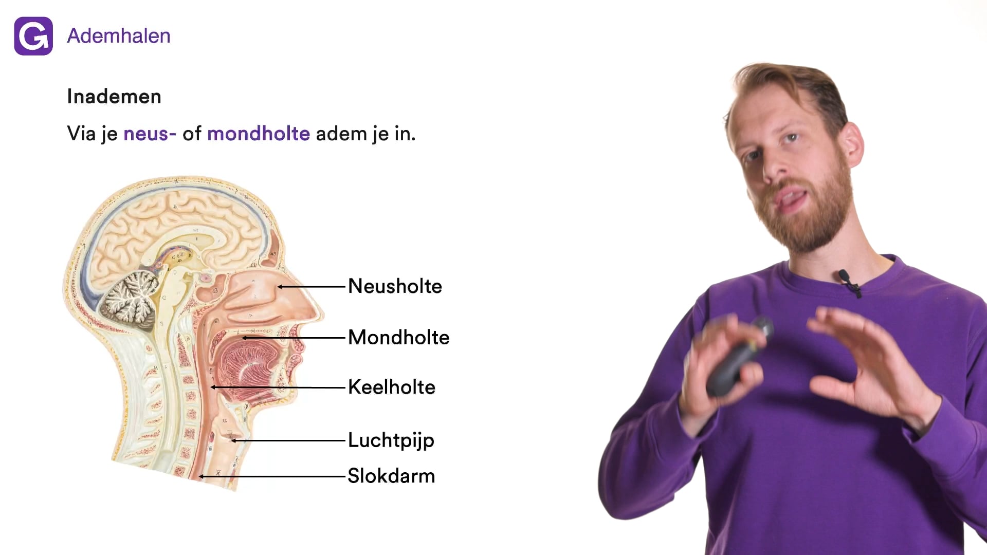 Ademhalen: mensen (Nectar) oefenen | StudyGo