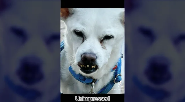 unimpressed dog meme