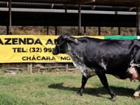 Lote 55