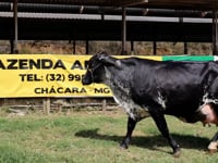 Lote 55