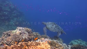 0070_Green sea turtle on coral reef