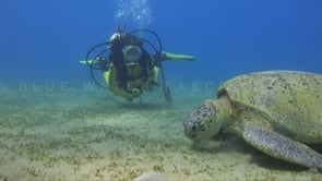 0254_Turtle and female scuba diver