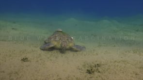 0256_Green turtle feeding on sea grass