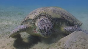 0258_Green turtle feeding sea grass close up