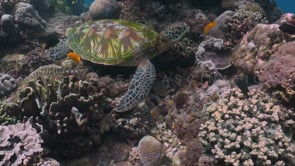 0264_Green turtle sitting on coral reef