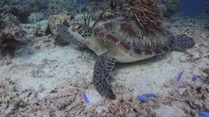 0321_Turtle on reef