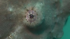 0307_Giant Frogfish eye