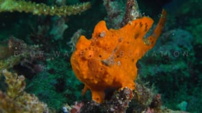 0308_Orange Frogfish