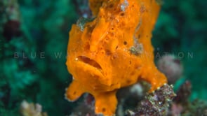 0309_Orange Frogfish front view