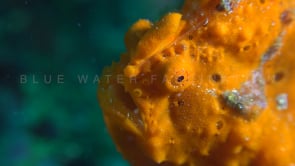 0310_Orange Frogfish close up