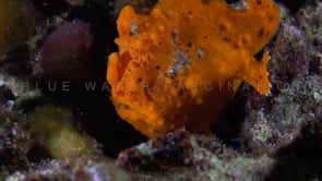 0311_Orange Frogfish at night