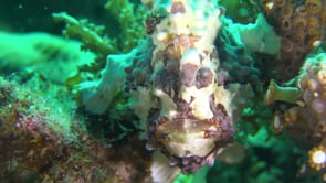 0312_Warty Frogfish open mouth slow motion