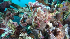 0313_Warty Frogfish