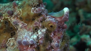 0314_Warty Frogfish profile