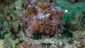 0315_Warty Frogfish walking