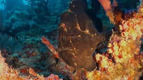 0316_Black giant Frogfish