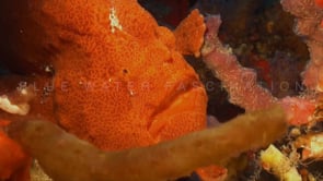 0317_Red giant Frogfish close up