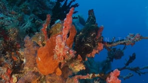 0318_Red and black giant frogfish
