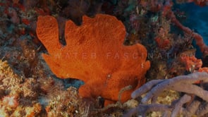 0319_Red giant Frogfish walking