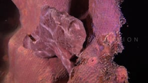 0320_Pink Frogfish at night