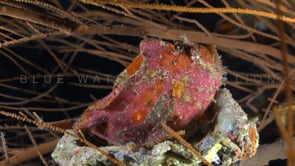 0322_Multi colored freckled Anglerfish
