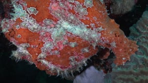 0324_Red giant frogfish profile