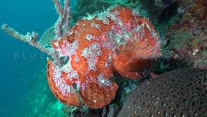 0325_Red giant Frogfish