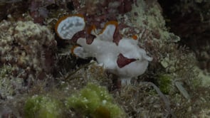 0355_Clown Frogfish profile view