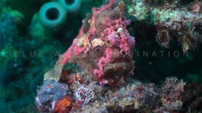 0395_Warty Frogfish fishing