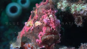 0396_Dwarty Frogfish