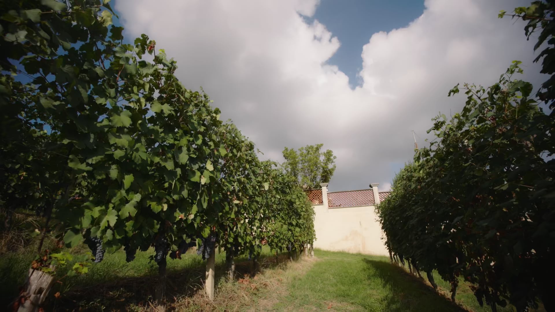 Vendemmia 2023, valutazione uve - Harvest 2023, grapes test