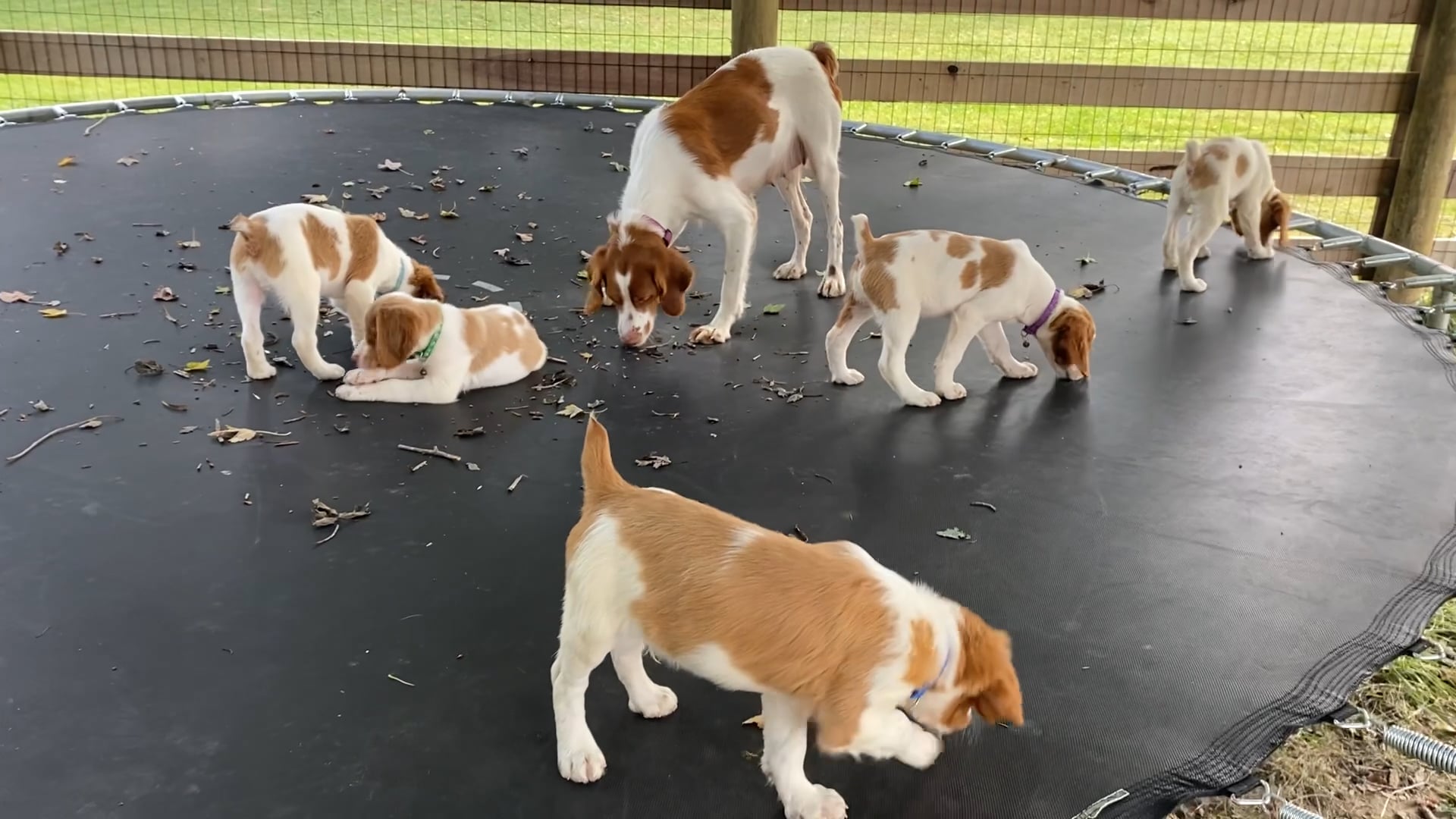 Akc brittany puppies hotsell