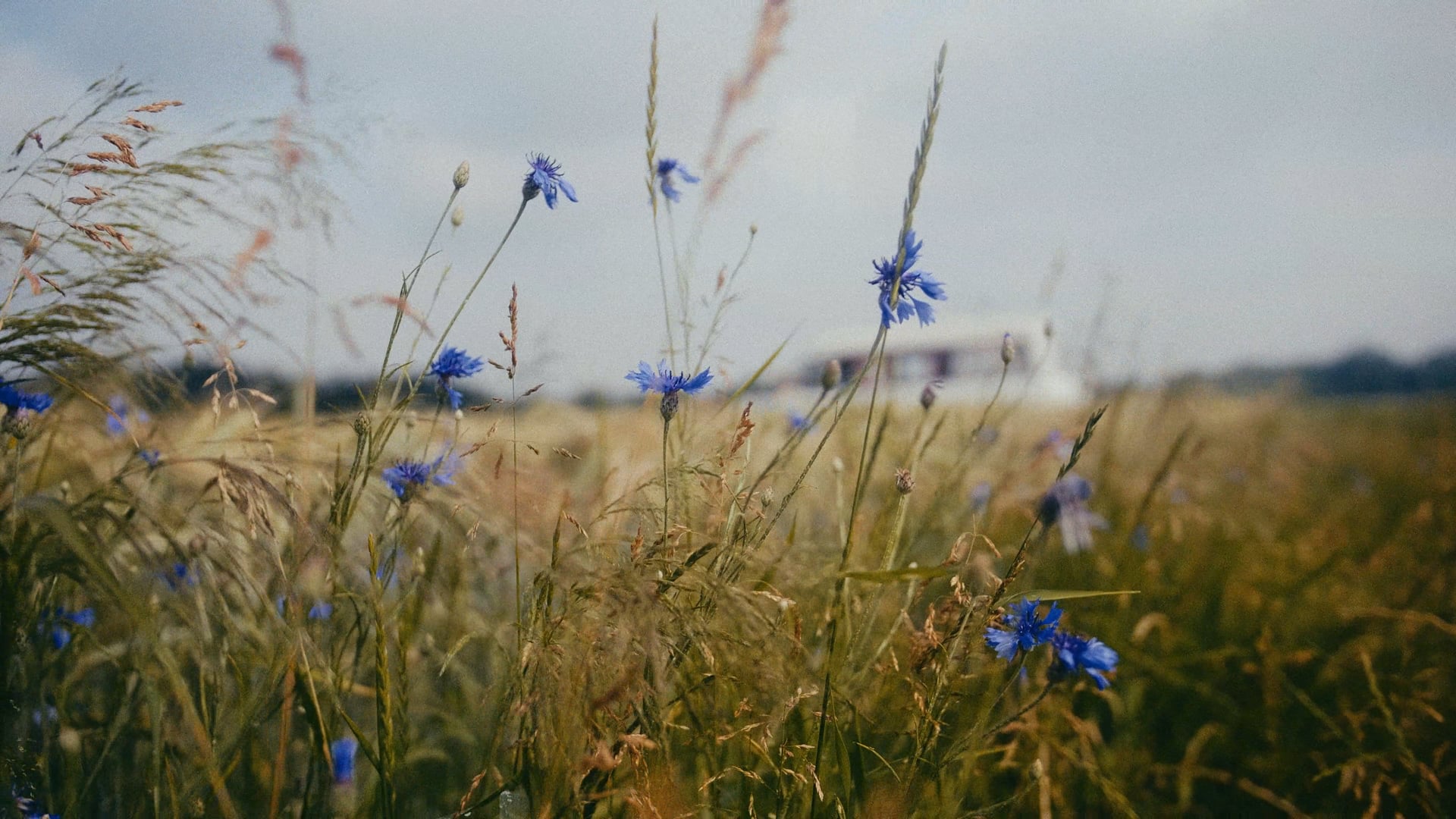 Janina - Raum geben (Film)