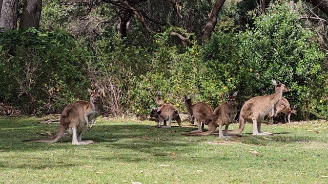 Kangaroos, Herbivores, Fur. Free Stock Video - Pixabay