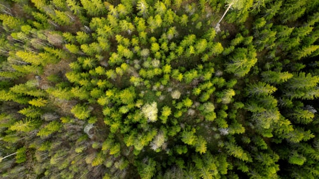 Vista Aérea Do Drone Da Floresta Do Outono, Estilo Do Anime, Foto