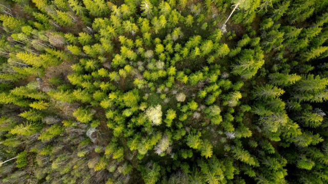 Vista Aérea Do Drone Da Floresta Do Outono, Estilo Do Anime, Foto