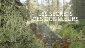 LES SECRETS DES CUEILLEURS