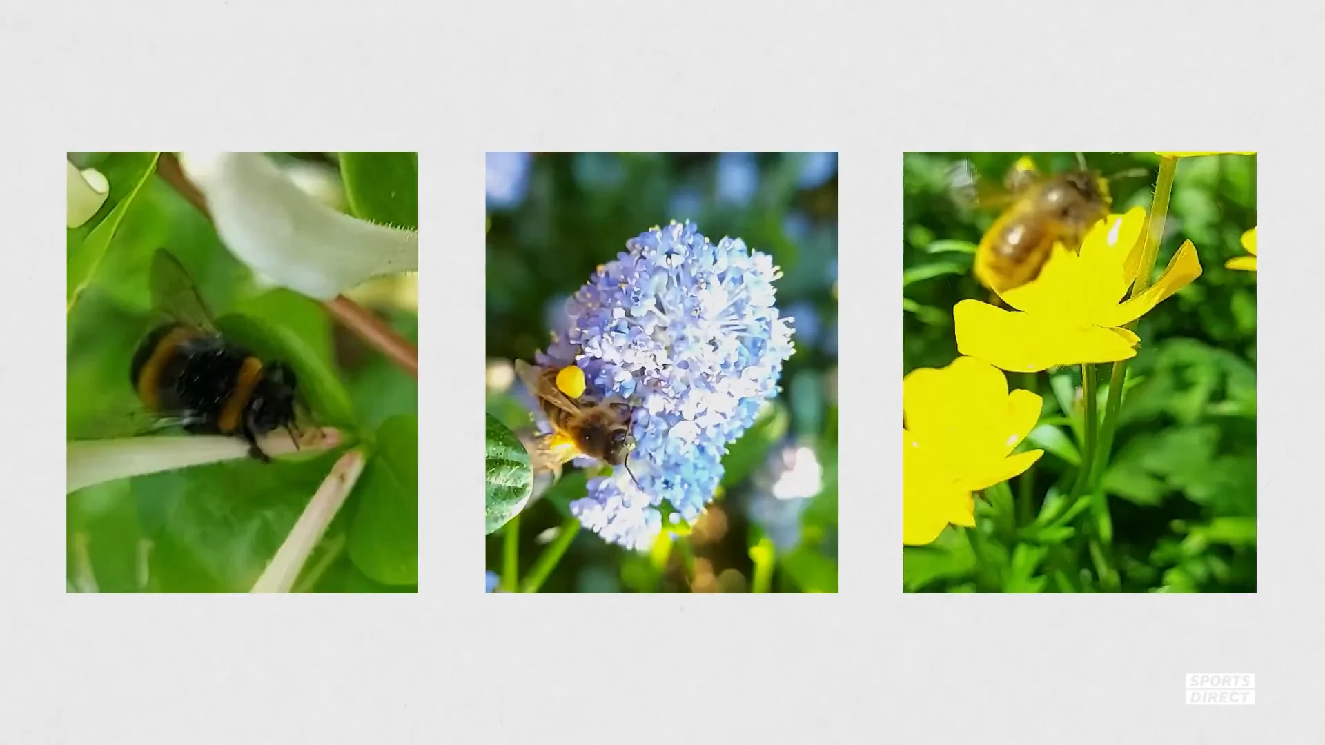 Sports Direct: Save the Bees on Vimeo